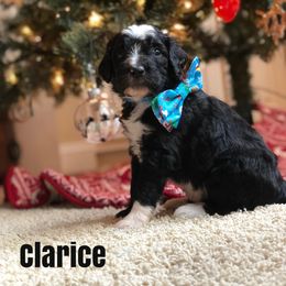 Bernedoodle and Bernese Mountain Dog Puppies from Bernedoodle Buddies
