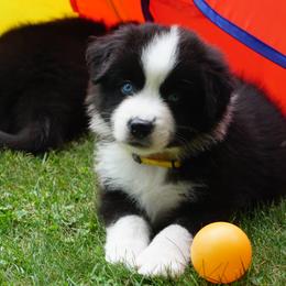 Australian Shepherd Puppies from MilkyWay Aussies with Tails