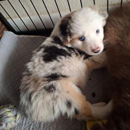 Bailey - Blue merle female Miniature Australian Shepherd puppy in Copperas Cove, Texas from Aussies Acre