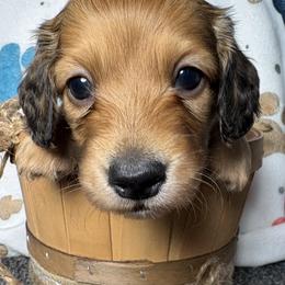 Miney - Red female Dachshund puppy in West Plains, Missouri from Little Legs Legacy