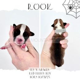 Rook - Red male Pembroke Welsh Corgi puppy in Santaquin, Utah from Blacktail Mountain Corgis