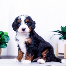 Maxxy - Tri-color male Bernedoodle puppy in Arthur, Illinois from Central Illinois Bernedoodles