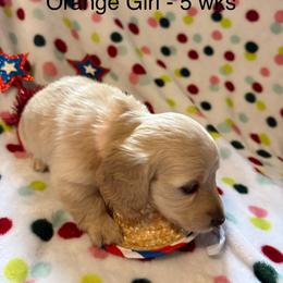 Girl 2 Orang Collar 4995 - Cream female Dachshund puppy in Ocala, Florida from Island Farms Mimi’s Dachshunds Florida