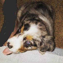 Australian Shepherd Puppies from Diamond Aussies N the Rough