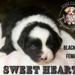 Sweet Heart - Black tri female Miniature American Shepherd puppy in Ferndale, California from Lost Coast Aussies