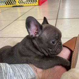 French Bulldog Puppies from MaFrenchiesBadandBoujee
