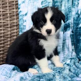 Sammy - Black & white male Australian Shepherd puppy in Oxford, Florida from SoCo Aussies