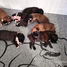 Boxer puppies from Moonlitboxers