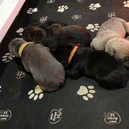 Cane Corso Puppies from Paw city llc