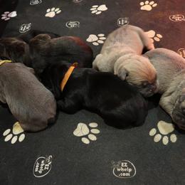 Cane Corso Puppies from Paw city llc