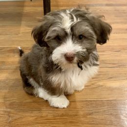 Havanese Puppies from Golden Glen Havanese