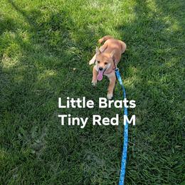 Tiny Red - Red male Shiba Inu puppy in Colorado Springs, Colorado from Little Brats