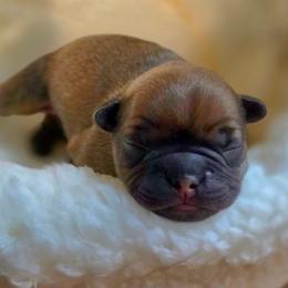 Riot - Fawn male French Bulldog puppy in Hemlock, Michigan from A&D Frenchies