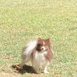 Double Dare - Pomeranian