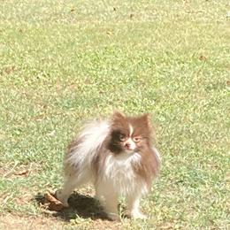 Double Dare - Pomeranian