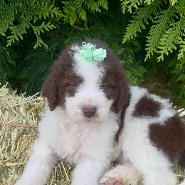 Lenny - Brown and white female Aussiedoodle puppy in Denton, Maryland from Royal Conron Doodles