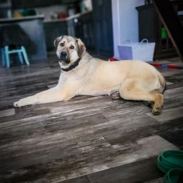 Z - Anatolian Shepherd Dog