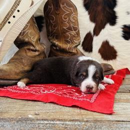 'Jamie' - Red tri-color male Australian Shepherd puppy in Durand, Wisconsin from Larson’s Legacy Aussome Aussie Kennels