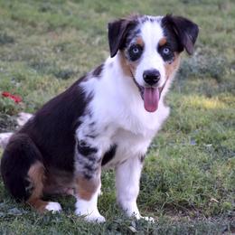Galaxy Pie - Blue merle male Miniature Australian Shepherd puppy in Evant, Texas from Lazy VT Bar Ranch