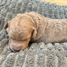 George - Apricot male Labradoodle puppy in Bruceton Mills, West Virginia from Adonai Ra'ah Farms