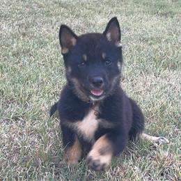 Asa - Black & tan female Shikoku Ken puppy in Tribbey, Oklahoma from Osaka Ninken Shikoku