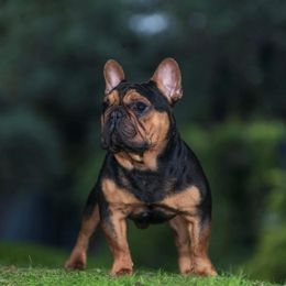 Boss - French Bulldog