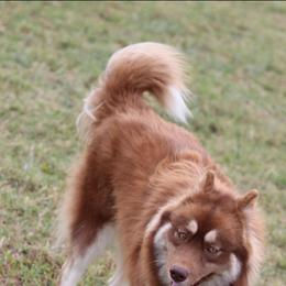 Foxy - Siberian Husky