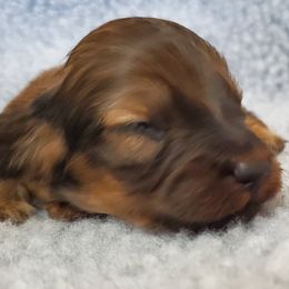 Boy 1 - Cream Dachshund puppy in Utica, Michigan from Riverdox Dachshunds
