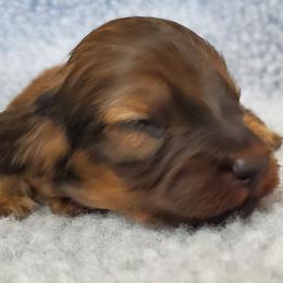 Boy 1 - Cream Dachshund puppy in Utica, Michigan from Riverdox Dachshunds