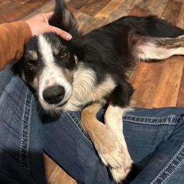 Border Collie puppies from SoCal/Promise Land Border Collies