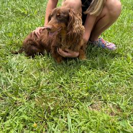 Remi - Dachshund