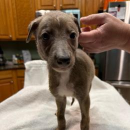 Comet - Blue brindle male Greyhound puppy in Florida from Running to Stand Still (RTSS)