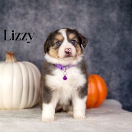 LIZZY- RESERVED - Blue merle female Miniature American Shepherd puppy in Puyallup, Washington from TRAILS END Minis
