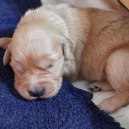 Boy 4 - male Golden Retriever puppy in Fort White, Florida from Triple-s-kennel