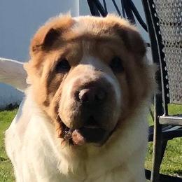 Brienne - Chinese Shar-Pei