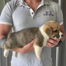 Olive - Male 4 - Sable male Pembroke Welsh Corgi puppy in Jefferson, South Carolina from Blue Creek Farms