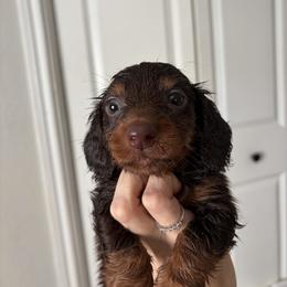 Haurchefant - Chocolate and tan male Dachshund puppy in Conroe, Texas from R&M Dachshunds