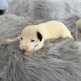 Clue - LUA - White and liver brown male Dalmatian puppy in Sedalia, Missouri from Missouri Dalmatians