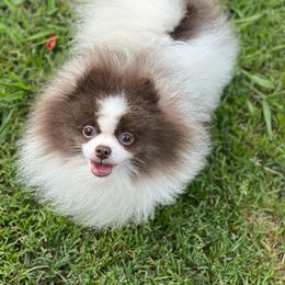 Cupid - Pomeranian