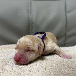 Fruity Pepples - Yellow female Labrador Retriever puppy in Dickson, Tennessee from Cane Creek Labradors