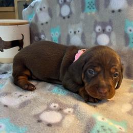 CKC girl 2 pink collar - Chocolate and tan female Dachshund puppy in Grand Valley, Pennsylvania from Dachshunds on the Hill