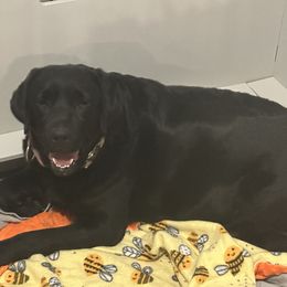 Amelia - Labrador Retriever