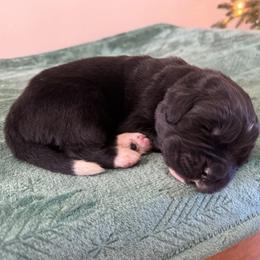 Male 1 - Black male Newfoundland puppy in Tallahassee, Florida from Noble Newfoundlands