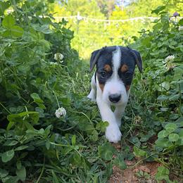 Pacha - Tri-color male Jack Russell Terrier puppy in Clarkesville, Georgia from Bagg End Jack Russell Terriers