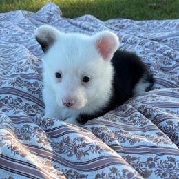Corndog - Black and tan male Pembroke Welsh Corgi puppy in Bloomfield, Iowa from Beebe’s Corgis & Doxies