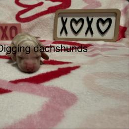 Arlo - Cream male Dachshund puppy in Denison, Texas from Digging Dachshunds