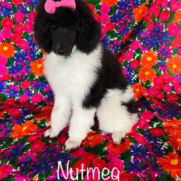 Girl 3 - Parti Poodle puppy in Beloit, Wisconsin from Parti Poodle Ranch