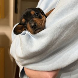 Dachshund Puppies from Cammy’s Dashing Doxies