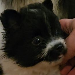 Mustachio - Black parti male Pomeranian puppy in Germanton, North Carolina from Jenn's NC Lovely Pomeranian's