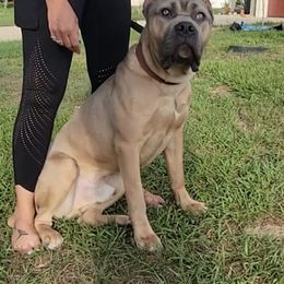 Vhagar - Gray and fawn male Cane Corso puppy in Lakeland, Florida from Valyrian Cane Corsos